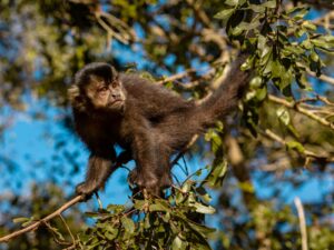 Read more about the article Macacos de Passo de Torres: O Refúgio Natural que Maravilha Adultos e Crianças!