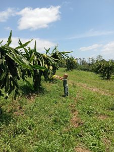 Read more about the article AMESC apoia 3º Simpósio Brasileiro e o 1º Encontro Latino-Americano das Pitayas